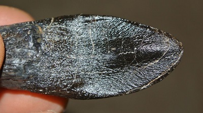 Camarasaurus tooth 2